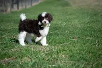 ✨ Calypso ✨, a female Miniature Bernedoodle and Miniature Aussiedoodle for sale in Lansing, MI – Photo 6 of 8