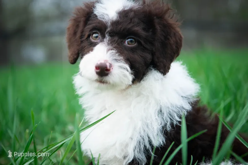 ✨ Calypso ✨ – Miniature Bernedoodle, Miniature Aussiedoodle puppy on hold in Lansing, MI
