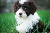 ✨ Calypso ✨, a female Miniature Bernedoodle and Miniature Aussiedoodle for sale in Lansing, MI – Photo 4 of 8