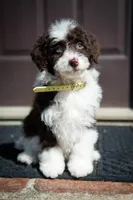 ✨ Calypso ✨, a female Miniature Bernedoodle and Miniature Aussiedoodle for sale in Lansing, MI – Photo 7 of 8