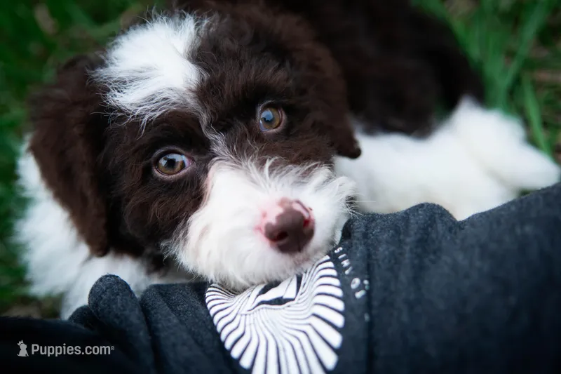✨ Calypso ✨ – Miniature Bernedoodle, Miniature Aussiedoodle puppy for sale in Lansing, MI
