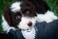 ✨ Calypso ✨, a female Miniature Bernedoodle and Miniature Aussiedoodle for sale in Lansing, MI – Photo 2 of 8