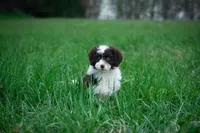 ✨ Calypso ✨, a female Miniature Bernedoodle and Miniature Aussiedoodle for sale in Lansing, MI – Photo 3 of 8