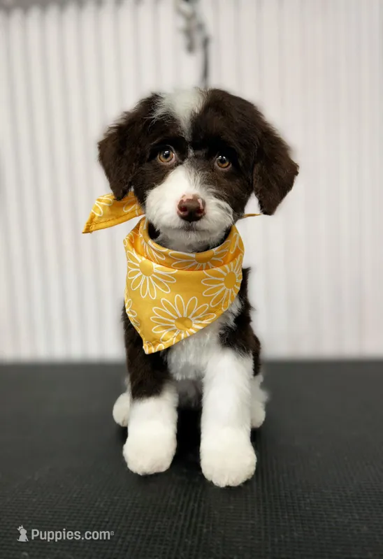 🌟 Calypso🌟 – Miniature Bernedoodle, Miniature Aussiedoodle puppy for sale in Lansing, MI