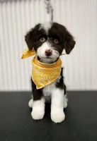 🤎 Calypso 🤎, a female Miniature Bernedoodle and Miniature Aussiedoodle for sale in Lansing, MI – 2 of 8