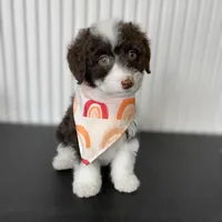 ✨ Calypso ✨, a female Miniature Bernedoodle and Miniature Aussiedoodle for sale in Lansing, MI – Photo 8 of 8