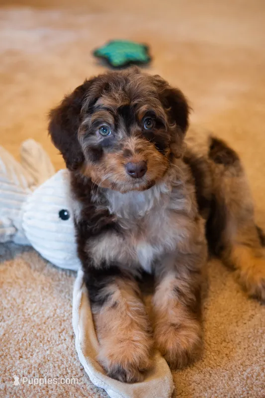 🌿 Hera 🌿 – Aussiedoodle, Bernedoodle puppy for sale in Lansing, MI