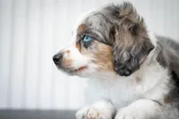 🕊️ Yuki 🕊️, a female Aussiedoodle and Miniature Aussiedoodle for sale in Lansing, MI – 4 of 7