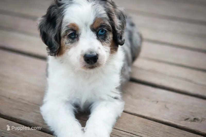 🕊️ Yuki 🕊️ – Aussiedoodle, Miniature Aussiedoodle puppy for sale in Lansing, MI