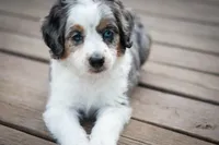 🕊️ Yuki 🕊️, a female Aussiedoodle and Miniature Aussiedoodle for sale in Lansing, MI – 3 of 7