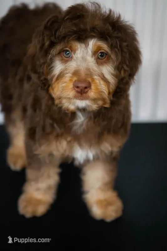 🍫 Kat 🍫 – Aussiedoodle, Miniature Aussiedoodle puppy for sale in Lansing, MI