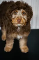 🍫 Kat 🍫, a female Aussiedoodle and Miniature Aussiedoodle for sale in Lansing, MI – 1 of 6