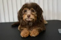 🍫 Kit 🍫, a female Aussiedoodle and Miniature Aussiedoodle for sale in Lansing, MI – 6 of 6