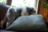 🕊️ Yuki 🕊️, a female Miniature Bernedoodle and Miniature Aussiedoodle for sale in Lansing, MI – 9 of 10