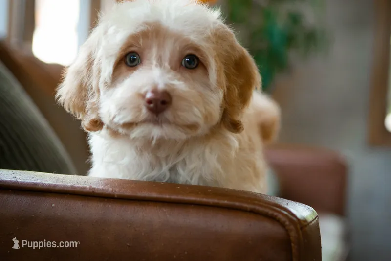 🤎 Reeses 🤎 – Aussiedoodle, Miniature Aussiedoodle puppy for sale in Lansing, MI