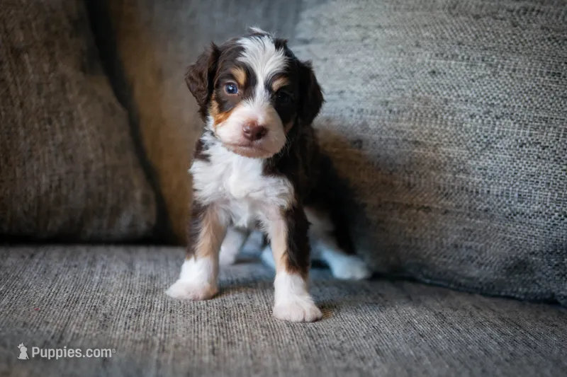 Janis – Aussiedoodle, Bernedoodle puppy for sale in Lansing, MI