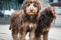 🍫 Kat 🍫, a female Aussiedoodle and Miniature Aussiedoodle for sale in Lansing, MI – 3 of 6