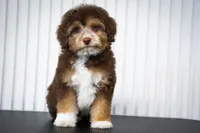 🍫 Snickers 🍫, a male Aussiedoodle and Miniature Aussiedoodle for sale in Lansing, MI – 6 of 6