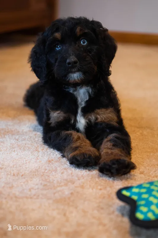 🩵 Nyx 🩵 – Aussiedoodle, Bernedoodle puppy for sale in Lansing, MI