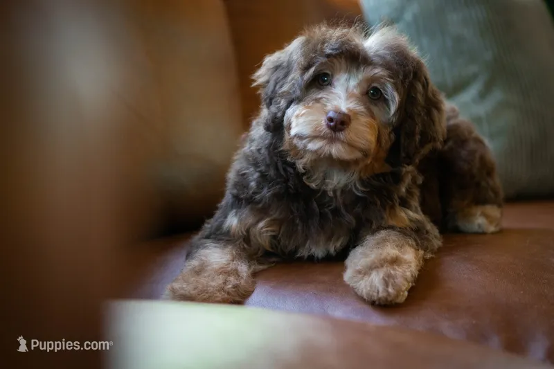 🤎 Kit 🤎 – Aussiedoodle, Miniature Aussiedoodle puppy for sale in Lansing, MI