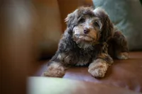 🤎 Kit 🤎, a female Miniature Bernedoodle and Miniature Aussiedoodle for sale in Lansing, MI – 1 of 10