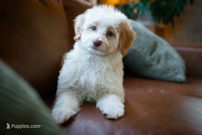 🤎 Heath 🤎 – Aussiedoodle, Miniature Aussiedoodle puppy for sale in Lansing, MI