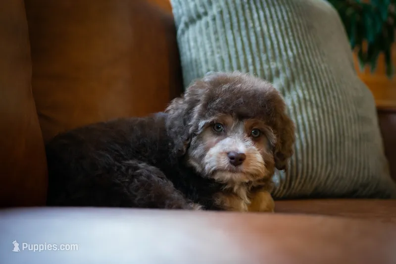 🤎 Snickers 🤎 – Aussiedoodle, Miniature Aussiedoodle puppy for sale in Lansing, MI