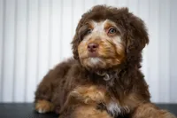 🍫 Kat 🍫, a female Aussiedoodle and Miniature Aussiedoodle for sale in Lansing, MI – 4 of 6