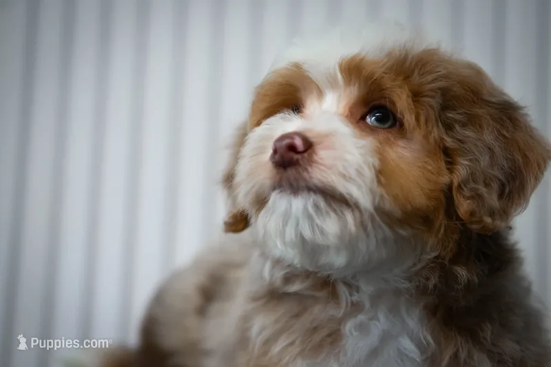 🍫 Twix 🍫 – Aussiedoodle, Miniature Aussiedoodle puppy for sale in Lansing, MI