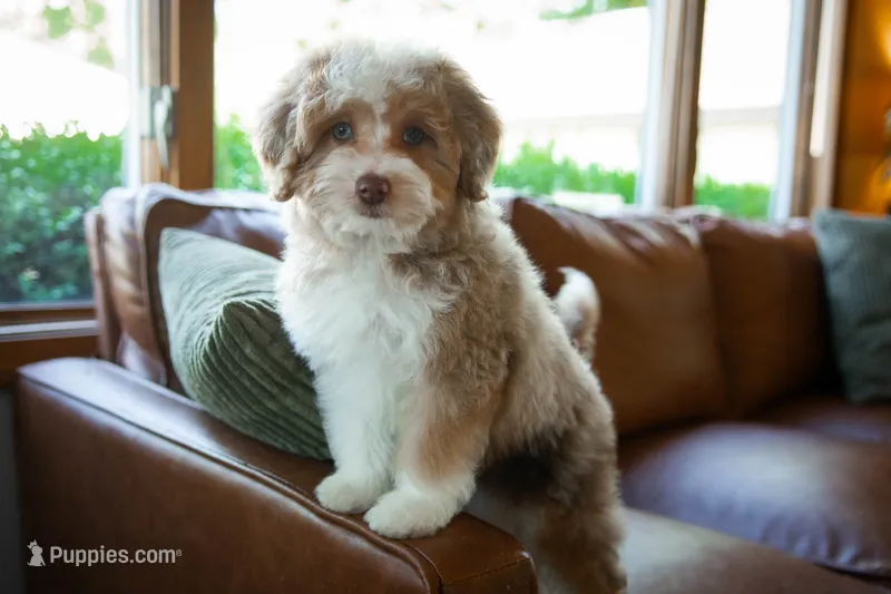 🤎 Twix 🤎 – Aussiedoodle, Miniature Aussiedoodle puppy for sale in Lansing, MI