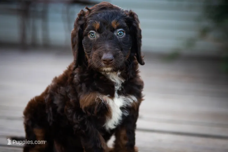 🌿 Electra 🌿 – Aussiedoodle, Bernedoodle puppy for sale in Lansing, MI