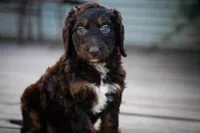 🌿 Electra 🌿, a female Aussiedoodle and Bernedoodle for sale in Lansing, MI – 1 of 2