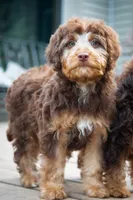 🍫 Kat 🍫, a female Aussiedoodle and Miniature Aussiedoodle for sale in Lansing, MI – 6 of 6