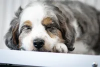🕊️ Yuki 🕊️, a female Aussiedoodle and Miniature Aussiedoodle for sale in Lansing, MI – 2 of 7
