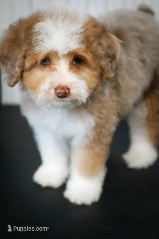🍫 Twix 🍫 – Aussiedoodle, Miniature Aussiedoodle puppy for sale in Lansing, MI