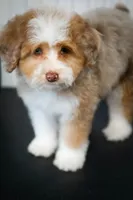 🍫 Twix 🍫, a male Aussiedoodle and Miniature Aussiedoodle for sale in Lansing, MI – 5 of 6
