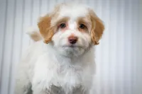 🍫 Heath 🍫, a male Aussiedoodle and Miniature Aussiedoodle for sale in Lansing, MI – 4 of 5