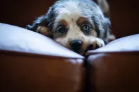 🕊️ Yuki 🕊️, a female Miniature Bernedoodle and Miniature Aussiedoodle for sale in Lansing, MI – 1 of 10