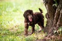 🌻💛 April 💛🌻, a female Poodle - Standard  for sale in Lansing, MI – Photo 3 of 9