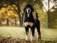 🌻💛 April 💛🌻, a female Poodle - Standard  for sale in Lansing, MI – Photo 9 of 9