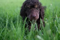 🌻💛 April 💛🌻, a female Poodle - Standard  for sale in Lansing, MI – Photo 8 of 9