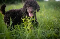 🌻💛 April 💛🌻, a female Poodle - Standard  for sale in Lansing, MI – Photo 7 of 9