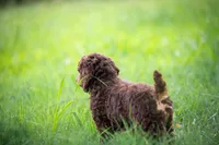 🌻💛 April 💛🌻, a female Poodle - Standard  for sale in Lansing, MI – Photo 4 of 9