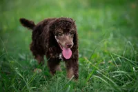 🌻💛 April 💛🌻, a female Poodle - Standard  for sale in Lansing, MI – Photo 5 of 9