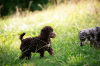 🌻💛 April 💛🌻, a female Poodle - Standard  for sale in Lansing, MI – Photo 6 of 9