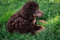 🌻💛 April 💛🌻, a female Poodle - Standard  for sale in Lansing, MI – Photo 2 of 9