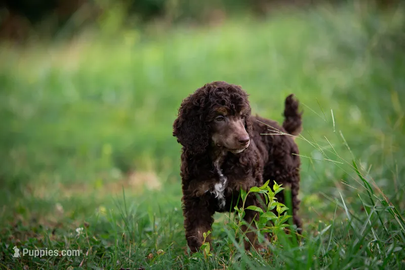 🌻💛 April 💛🌻, a female Poodle - Standard  for sale in Lansing, MI – Photo 1 of 9