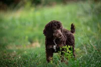 🌻💛 April 💛🌻, a female Poodle - Standard  for sale in Lansing, MI – Photo 1 of 9