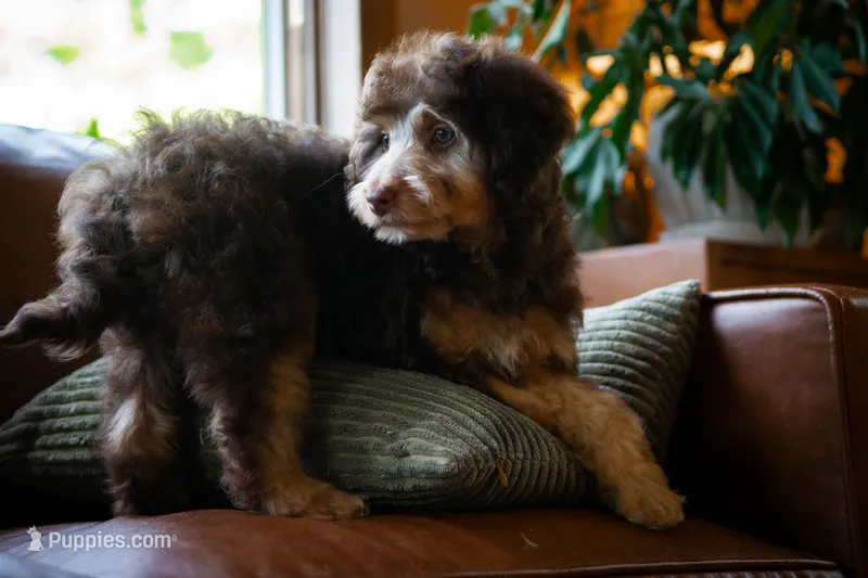 ❤️ Kat ❤️ – Miniature Bernedoodle, Miniature Aussiedoodle puppy for sale in Lansing, MI