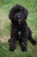 🍂🖤 Raven 🖤🍂 CRATE TRAINING, a female Aussiedoodle and Bernedoodle for sale in Lansing, MI – Photo 4 of 4